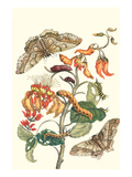 Giant Silk Moth on a Purple Coral Tree Prints by Maria Sibylla Merian
