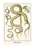 Snakes and Lizards Posters by Albertus Seba