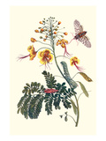 Pride of Barbados with a Tobacco Hornworm Prints by Maria Sibylla Merian