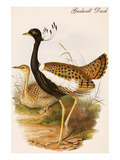 Gadwell Duck Posters by John Gould