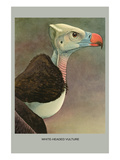 White Headed Vulture Prints by Louis Agassiz Fuertes
