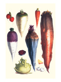 Tubers III Prints by Philippe-Victoire Leveque de Vilmorin