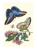 Cardinal's Guard Butterfly with Idomeneus Giant Owl Butterfly Posters by Maria Sibylla Merian