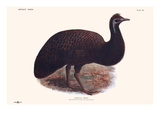 Dromaius Peroni Prints by Lionel Walter Rothschild