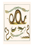 Southern Smooth Snake, Grasss Snakes, Wall Lizard,, Sand Lizard and Trefoil Print by Albertus Seba
