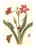 Nocturnal Moth Caterpillar on a Barbados Lilly and a Coreidae Bug Kunstdrucke von Maria Sibylla Merian