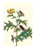 Mexican Prickly Poppy a Longhorned Beetle and an Elateridae Beetle Larva Prints by Maria Sibylla Merian