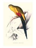 Black Tailed Parakeet(Male) - Polypelis Anthopeplus Posters by Edward Lear