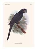 Anadorhynchus Purpurascens Prints by Lionel Walter Rothschild