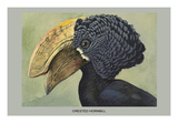 Crested Hornbill Posters by Louis Agassiz Fuertes