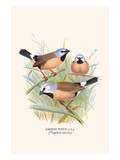 Parson Finch Posters by F.w. Frohawk