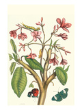 Maria Sibylla Merian - Frangiani and Red Cracker Butterfly Plakát Maria Sibylla Merian - Frangiani and Red Cracker Butterfly Plakát