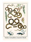 Snakes, Caterpillars, Lizards and Heath Posters by Albertus Seba