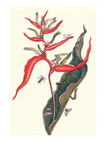 Heliconia and Potter Wasp Poster von Maria Sibylla Merian
