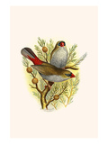Australian Fire Tailed Finch Poster by F.w. Frohawk