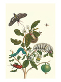 Guava and Tobacco Hornworm and a Podalia Moth Poster by Maria Sibylla Merian