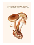 Honey Fungus Amillaria Photo by Edmund Michael