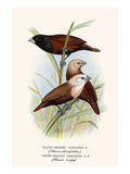 Black Headed Mannikin and White Headed Mannikin Prints by F.w. Frohawk