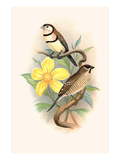 Bicheno's Finch and Cherry Finch Posters by F.w. Frohawk