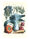 Vegetables; Peas, Pods, Onions, Leeks, and a Gourd Posters by Philippe-Victoire Leveque de Vilmorin
