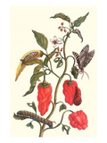 Cherry Pepper and Tobacco Hornworm with Five Spotted Hawkmoth Print by Maria Sibylla Merian