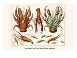 Land Hermit Crab, Norway Lobster, Shrimp, Amphopods Photo by Albertus Seba