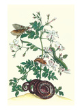 Royal Jasmine with an Amazon Tree Boa and an Ello Sphinx Moth Photo by Maria Sibylla Merian