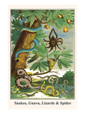 Snakes, Guava, Lizards and Spider Pósters por Albertus Seba