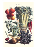 Vegetables; Beet, Hot Peppers, Celery, Tomatoes, and Peas in Pods Photo by Philippe-Victoire Leveque de Vilmorin