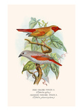 Red Faced Finch or "Wiener's Astrild" and Crimson Winged Finch Photo by F.w. Frohawk