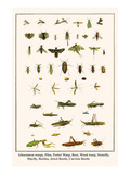 Ichneumon Wasps, Flies, Potter Wasp, Bees, Wood Wasp, Stonefly, Mayfly, Beetles, Jewel Beetle, etc. Posters by Albertus Seba