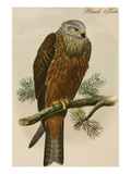 Black Kite Affiches par John Gould