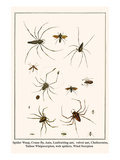 Spider Wasp, Crane Fly, Ants, Leafcutting Ant, Velvet Ant, Chelicerates, Tailess Whipscorpion, etc. Prints by Albertus Seba