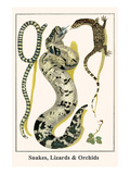 Snakes, Lizards and Orchids Póster por Albertus Seba