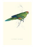 Pacific Parakeet - Cyanorhamphus Novaevelandiae Poster by Edward Lear