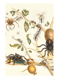 Tarantulas and Army Ants Prints by Maria Sibylla Merian