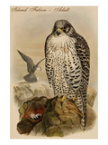 Island Falcon - Adult Print by John Gould