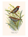 Painted Finch Prints by F.w. Frohawk