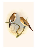 Indian Silver Bill and African Silver Bill Print by F.w. Frohawk