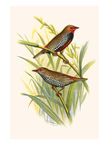 Painted Finch Posters by F.w. Frohawk