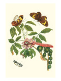 Leguminous Plant with a Sophorae Owl Caterpillar and an Aegle Clearwing Butterfly Posters by Maria Sibylla Merian