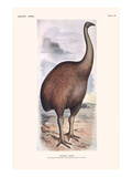 Diornis Ingens Prints by Lionel Walter Rothschild