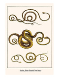 Snakes, Blunt Headed Tree Snake Prints by Albertus Seba