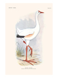 Leguatia Gigantea Prints by Lionel Walter Rothschild