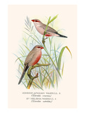 Common African Waxbill and St. Helena Waxbill Posters by F.w. Frohawk