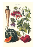 Vegetables; Strawberries, Beans, Tomato, Melon, and Raddish Posters by Philippe-Victoire Leveque de Vilmorin