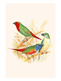 Parrot Finch Posters by F.w. Frohawk