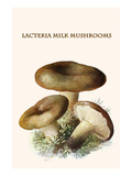 Lacteria Milk Mushrooms Posters by Edmund Michael
