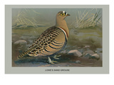 Lowe's Sand Grouse Photo by Louis Agassiz Fuertes