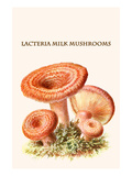 Lacteria Milk Mushrooms Posters by Edmund Michael